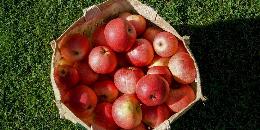 Iran Produces 4 Million Tons of Apples Annually: Deputy Agriculture Minister