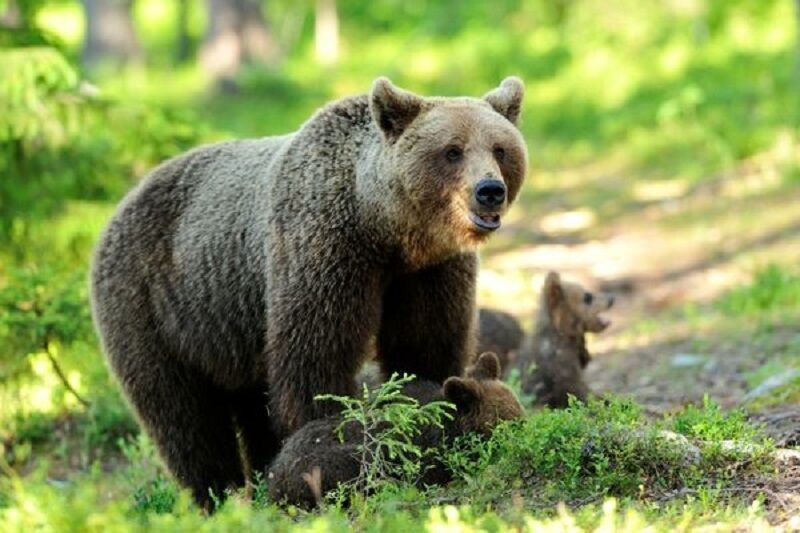 حمله خرس به چوپان ۶۰ ساله در سرخون