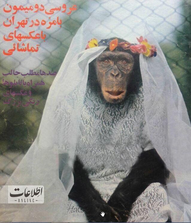 مراسم ازدواج ۲ میمون در باغ وحش تهران!