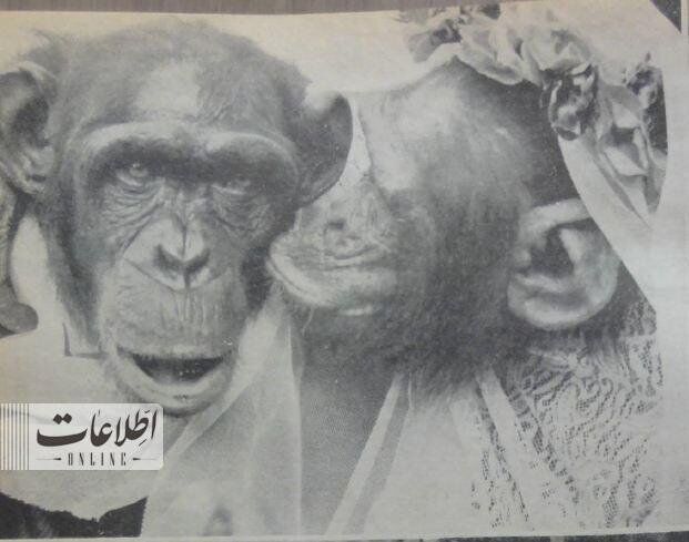 مراسم ازدواج ۲ میمون در باغ وحش تهران!