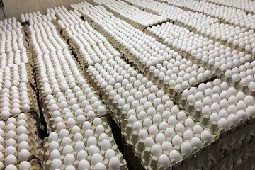 صادرات تخم‌مرغ به عراق ممنوع شد؟