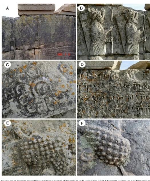 این گیاه درحال نابودی تخت جمشید است! + عکس این گیاه درحال نابودی تخت جمشید است! + عکس