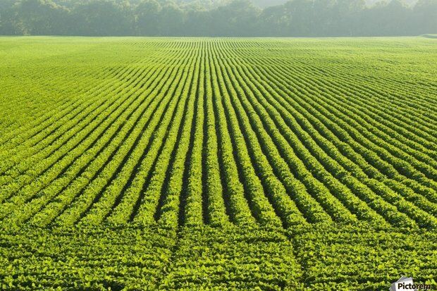 برق رایگان برای کشاورزان در صورت همکاری در ساعات اوج بار/ پرداخت ۲ میلیارد و ۵۰۰ میلیون تومان پاداش به کشاورزان خوزستانی در سال ۱۴۰۲