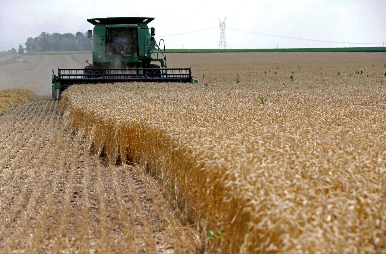 خرید حدود ۹ میلیون تُن گندم از ۵۸۰ هزار کشاورز