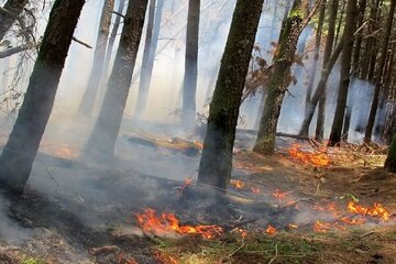 آتش سوزی جنگل ها و مراتع لرستان مهار شد