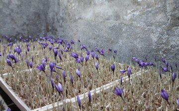 ورود چشم بادامی‌ها به کشت گلخانه‌ای زعفران