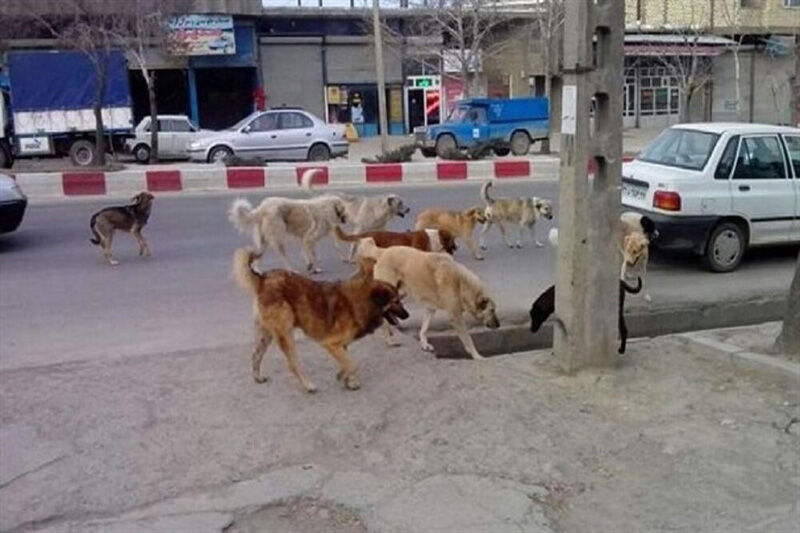 حمله سگ‌های ولگرد به کودکان مازندرانی! + عکس