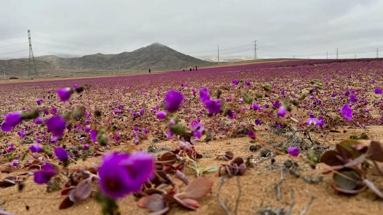 خشک‌ترین بیابان جهان گُل داد! + عکس و فیلم