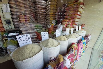 برنج گران می‌شود؟ + عکس
