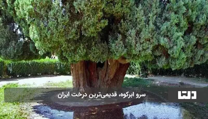 قدیمی ترین درخت ایران کجاست؟
