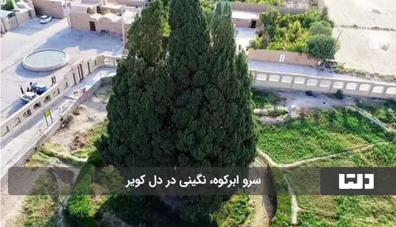 قدیمی ترین درخت ایران کجاست؟