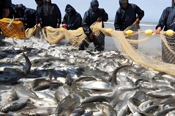 Iran’s quarterly fish export surpasses $53 mn