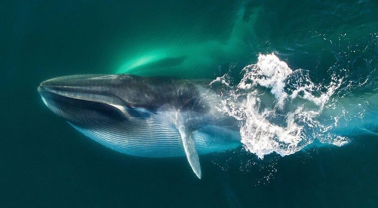 رونمایی از نادرترین و مرموزترین نهنگ جهان به صورت مرده! + فیلم