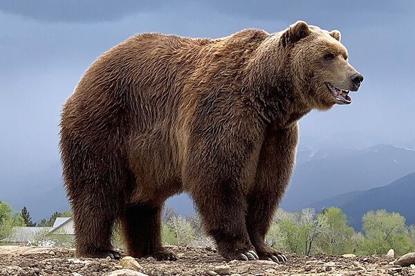 تصاویری از گشت و گذار خرس قهوهای در لرستان + فیلم