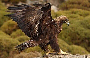 شکار لحظه غذا دادن عقاب ارتفاعات زاگرس به جوجه‌هایش + فیلم