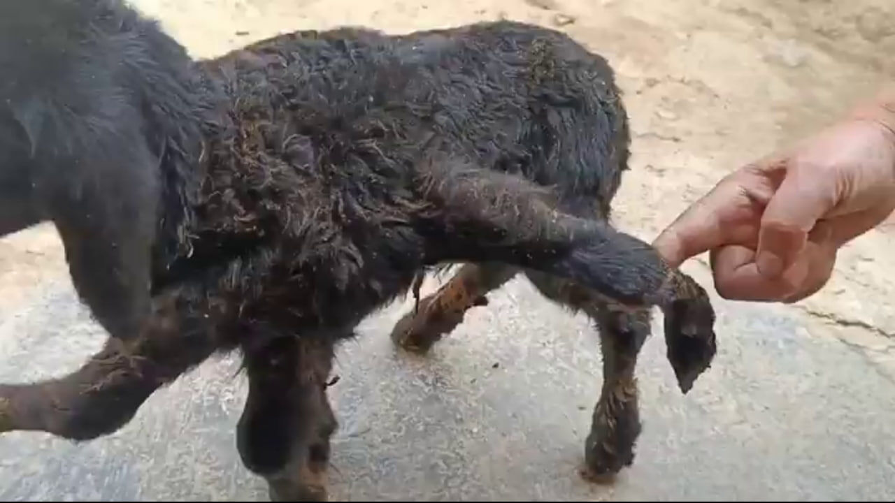 تولد یک بره ۶ پا در قزوین + فیلم