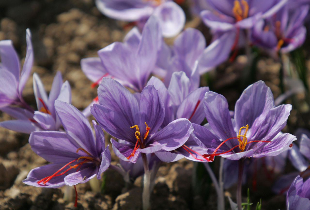 Afghanistan Turns Into Rival for Iranian Saffron