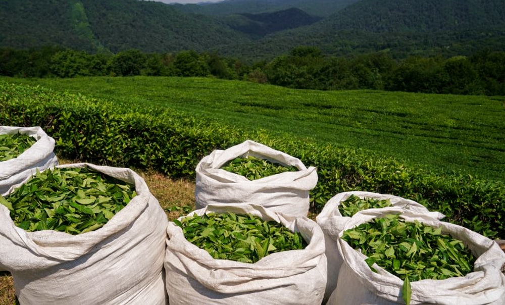 Iran Exports Around One-Third of Tea Production