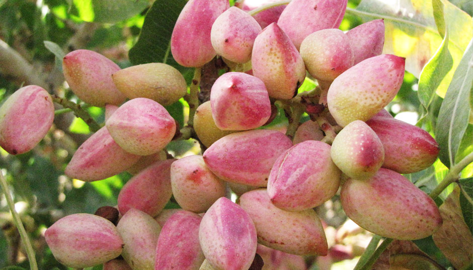 Iran Losing Pistachio Orchards to Water Crises, Soil Salinity