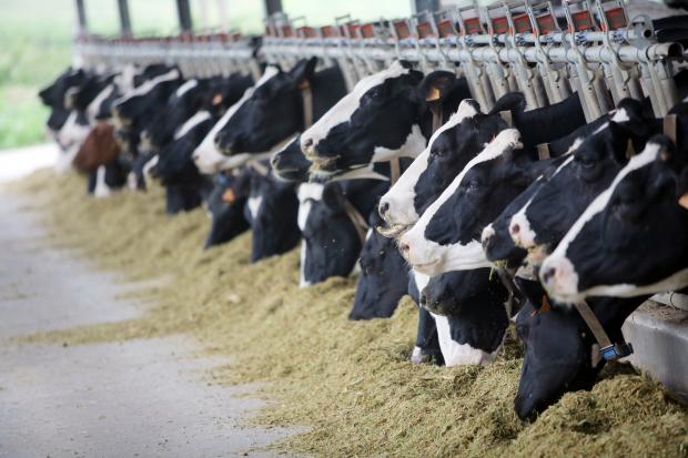 Livestock, Poultry Feed Imports Top $6 Billion