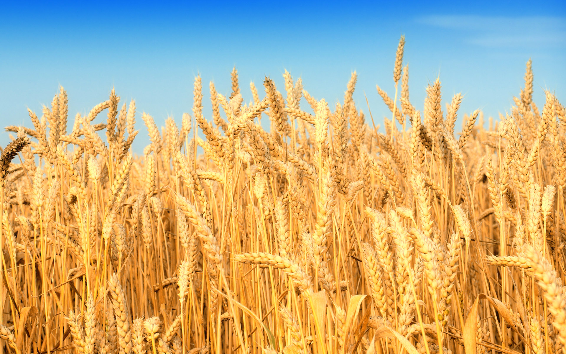 $278m Bonds to Finance Wheat Purchases