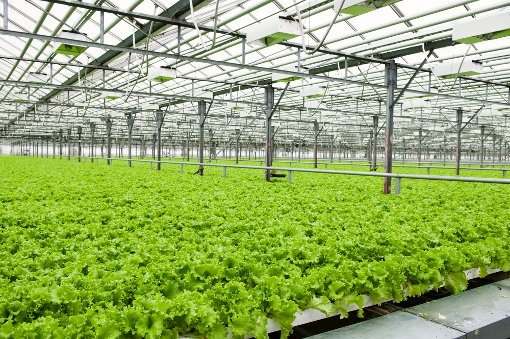 Greenhouse Cultivation in Iran Up 38%