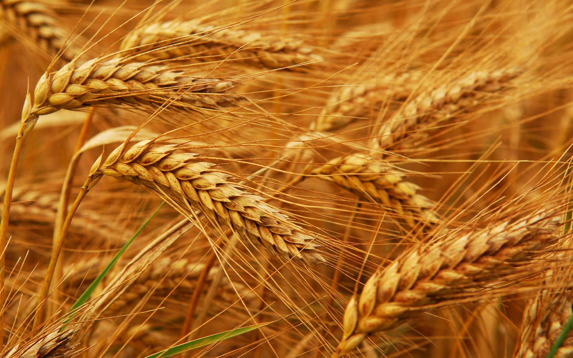Iran’s 1st Wheat Export