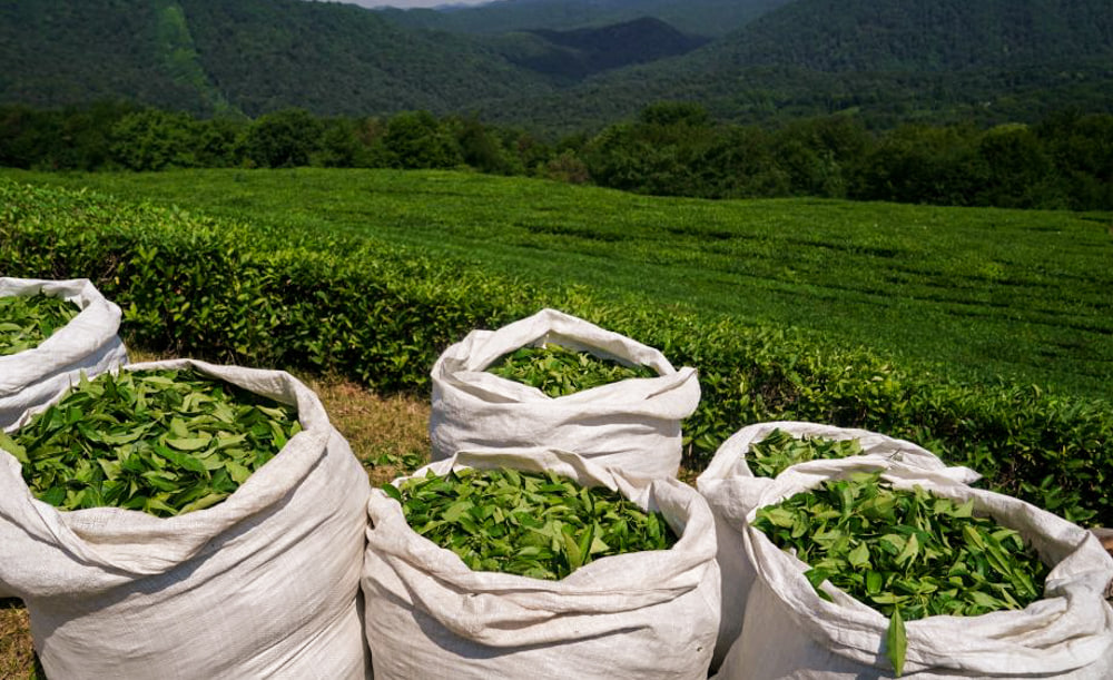 Tea Export Revenues Top $44m