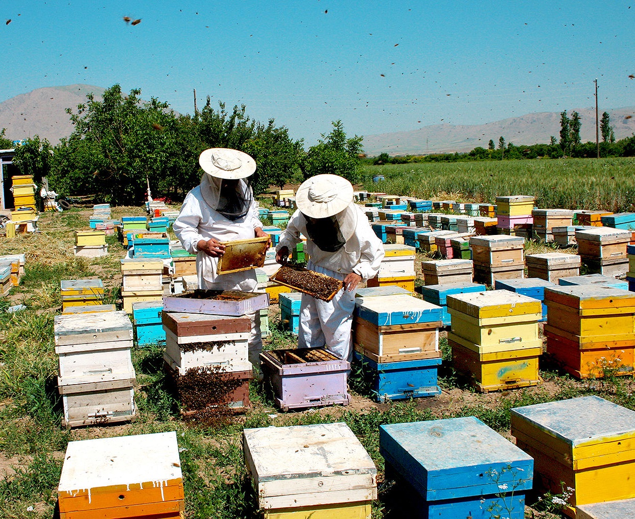 Honey Exported to 22 Countries