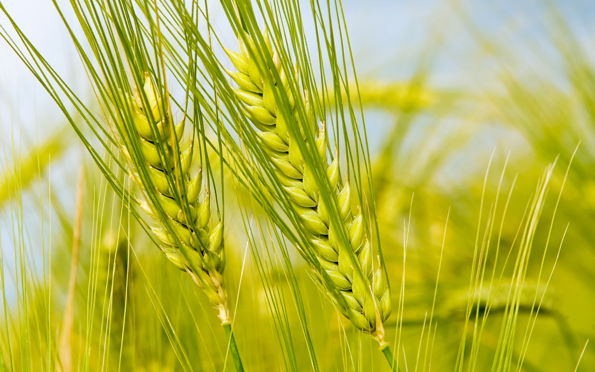 Wheat Cultivation Set to Begin