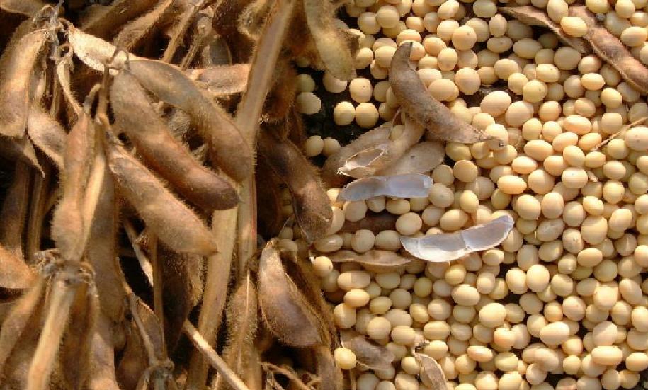 Soybean exports power U.S. economy to best performance in two years