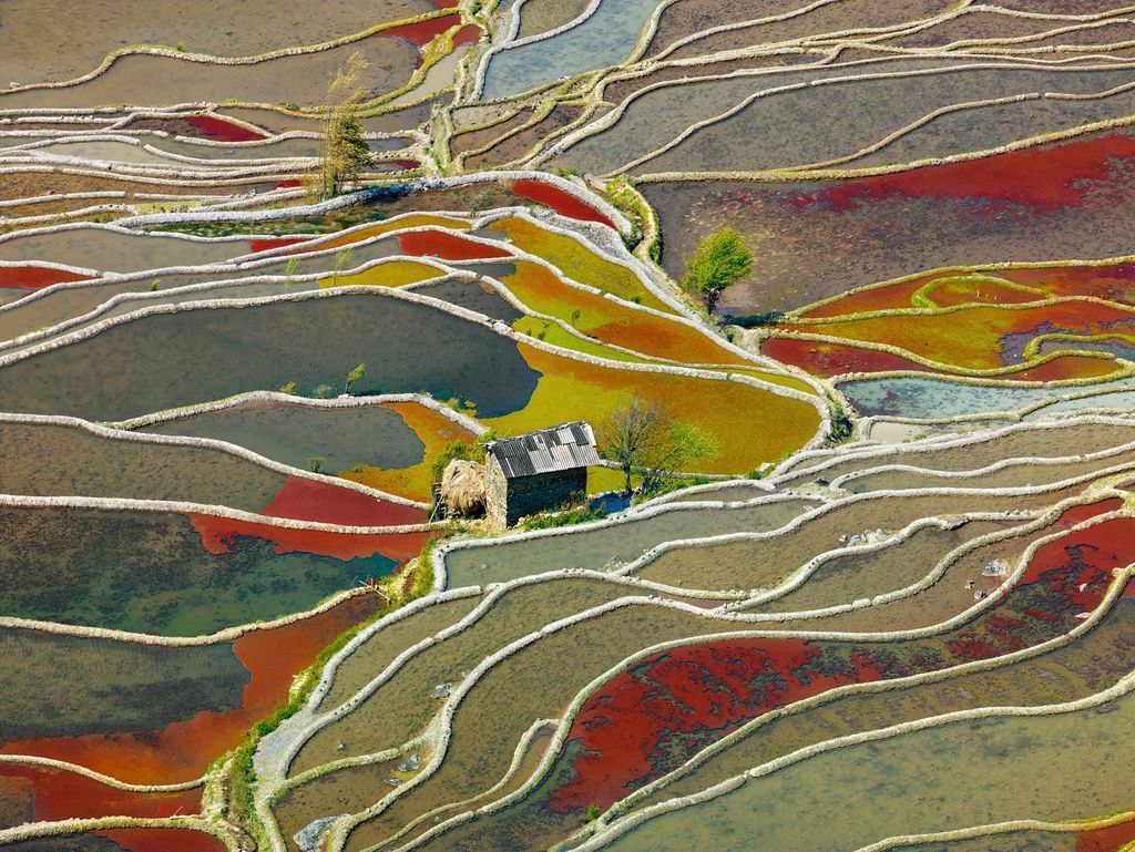شالیزارهای برنج چین عکس روز نشنال جئوگرافیک