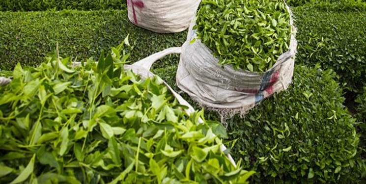 برگ سبز چای، بالاتر از نرخ تضمینی خریداری می شود