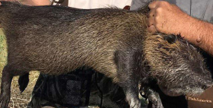 موش‌های غول‌آسا، تهدیدی برای ساکنان کالیفرنیای آمریکا