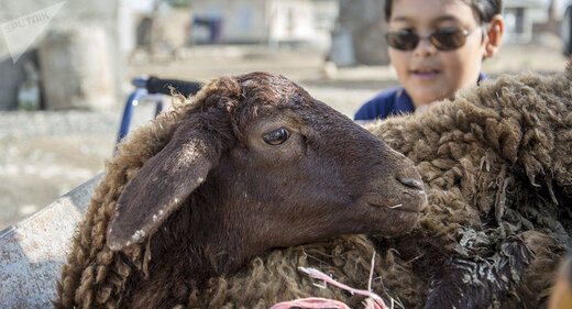 روی خوش بازار ایران به گوسفندان روسی
