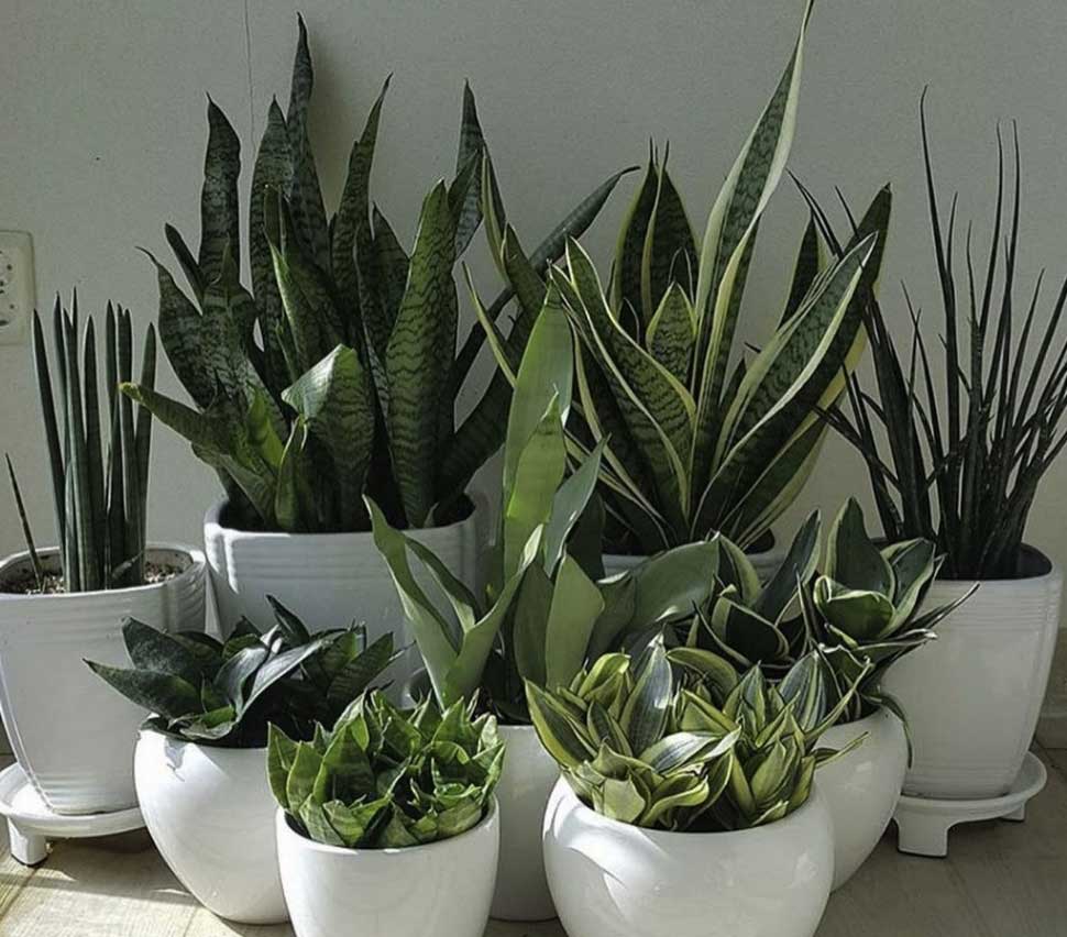 وقتی خونه نیستید با این ترفند گیاهان آپارتمانی را آب دهید! + فیلم