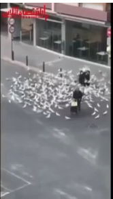 در اسپانیا، به دلیل قرنطینه، کبوترها هم بدون غذا مانده‌اند +فیلم