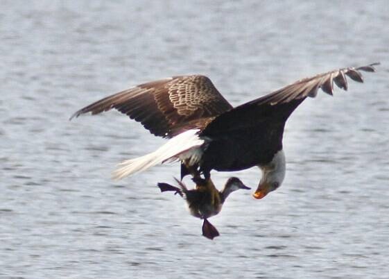 لحظه شکار اردک توسط عقاب +تصاویر