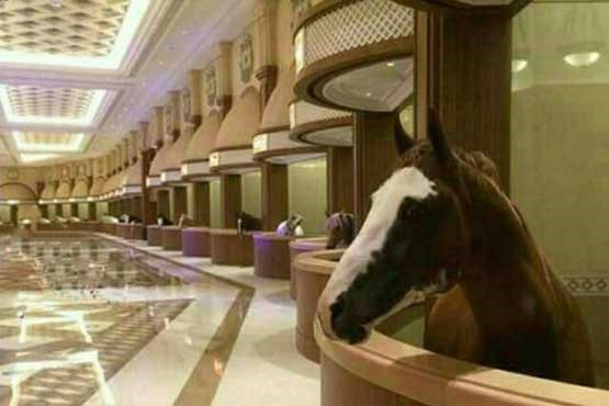 اقامت اسب‌های عرب در هتل لوکس +عکس