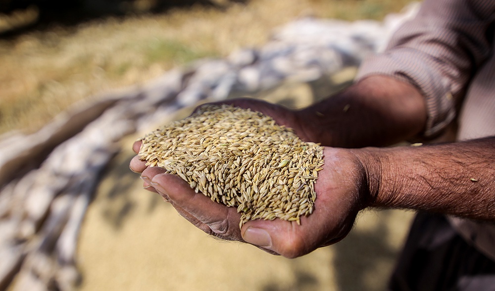 افزایش قیمت گندم، ذرت و دانه‌ روغنی در بازار جهانی