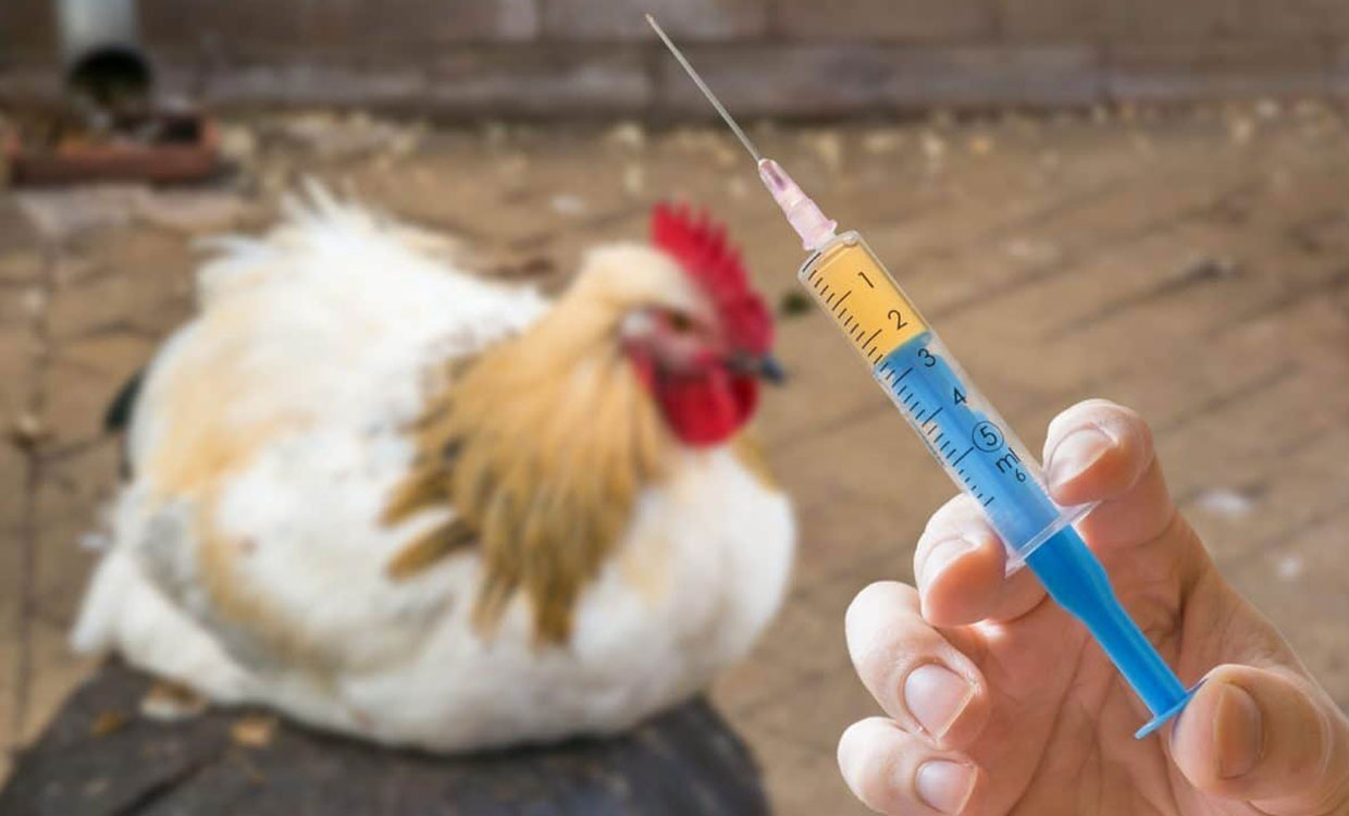 احتمال افزایش شیوع آنفلوآنزای فوق‌حاد پرندگان با فرا رسیدن فصل سرما