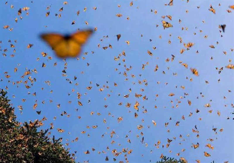 هجوم بی رحمانه پروانه های مرگ