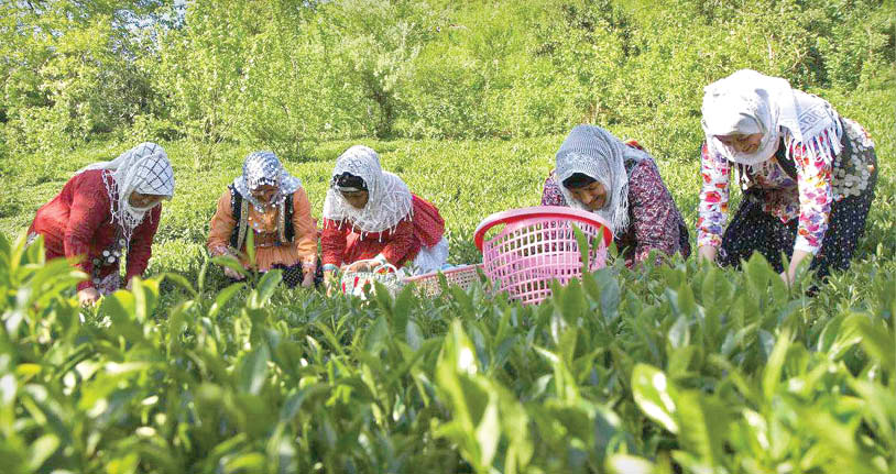 چای ایرانی تنها چای ارگانیک جهان است