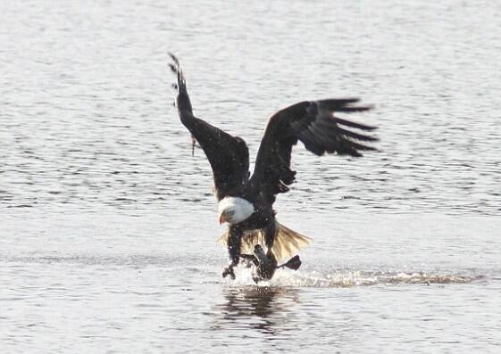 لحظه شکار اردک توسط عقاب +تصاویر