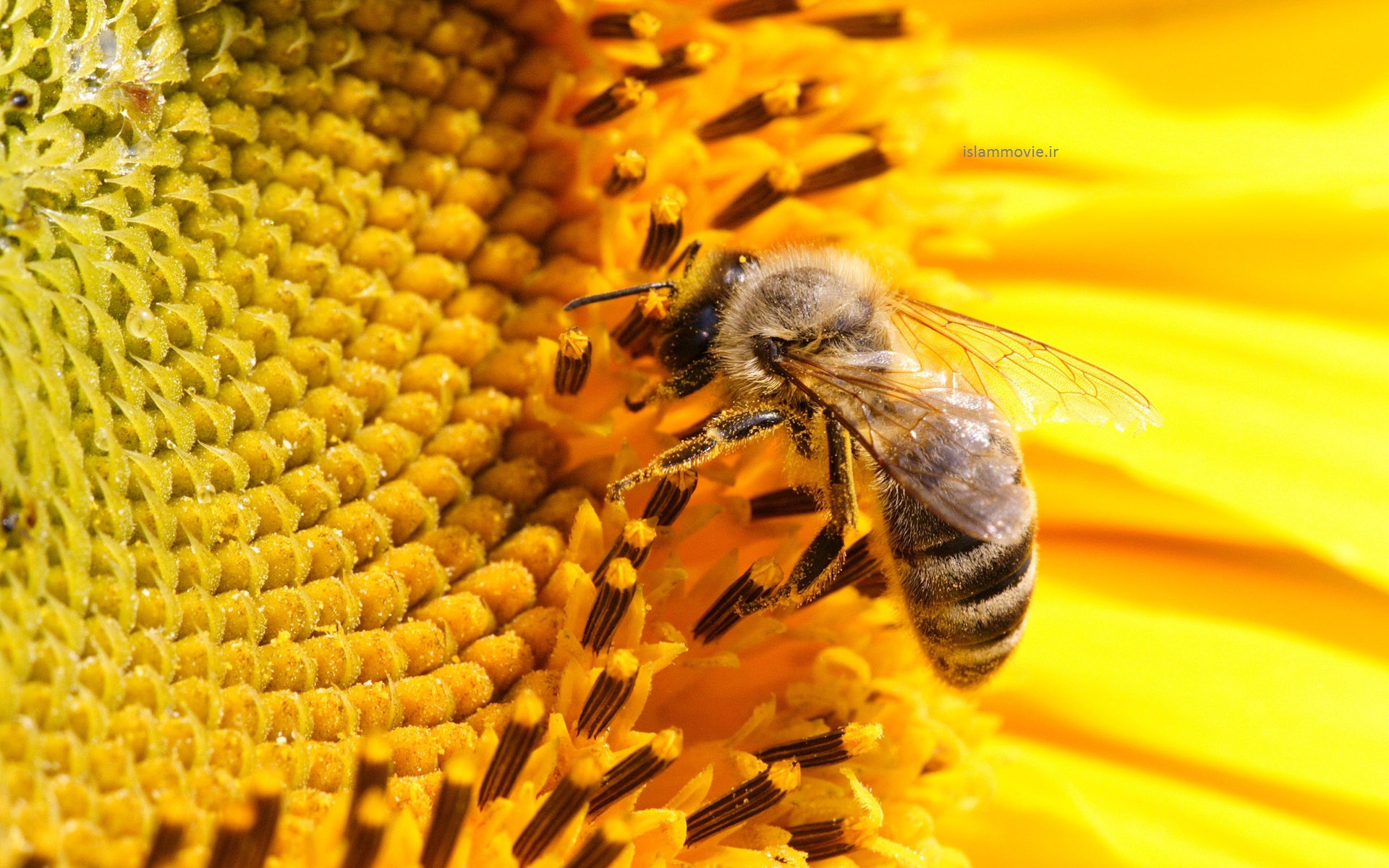 باور می‌کنید زنبورها هم معتاد می‌شوند؟