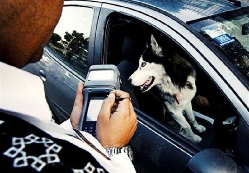 جریمه سگ گردانی در خودرو کمتر از هزینه غذای سگ