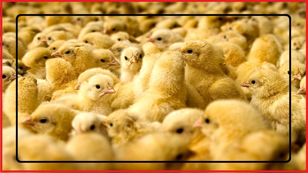 توقف تولید مرغ در ۵۵ درصد از مرغدارای های کشور