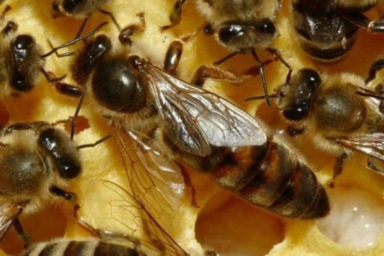 واردات ۳۷ تن موم زنبور عسل به کشور