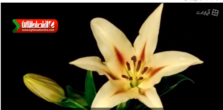 تایم لپس فوق العاده زیبا از رشد گل‌ها +فیلم
