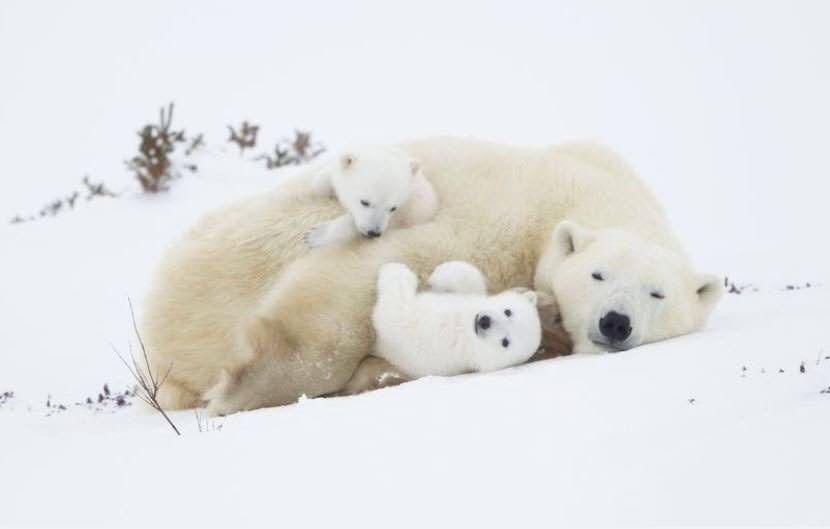 بازی خرس‌های قطبی +عکس